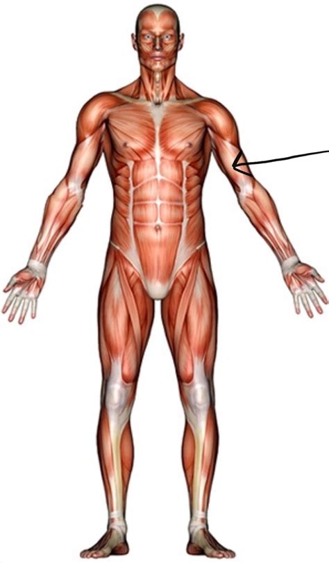 This is an online quiz called muscles of the body (front). Level 2 - Front Upper Body Muscle Groups - PE - The Human ...