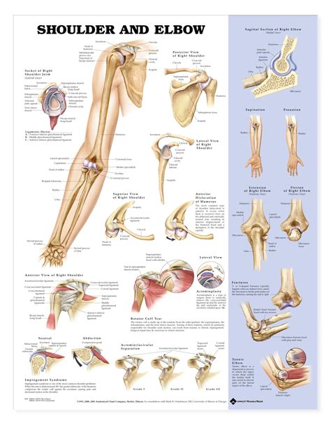 The elbow is extremely important in functional activities such as feeding and toileting as it properly places the hand in space by shortening and lengthening the upper limb. Shoulder and Elbow Anatomical Chart - Anatomy Models and ...