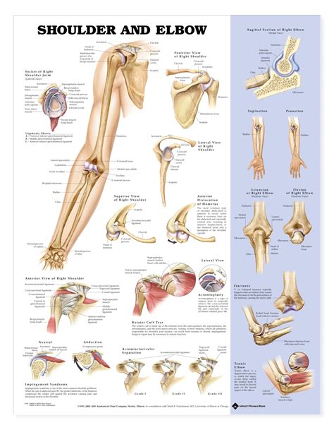 Elbow extension is simply bringing the forearm back to anatomical position. Shoulder and Elbow Anatomical Chart - Anatomy Models and ...