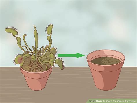 Care information for venus fly traps and other carnivorous plants. How to Care for Venus Fly Traps (with Pictures) - wikiHow