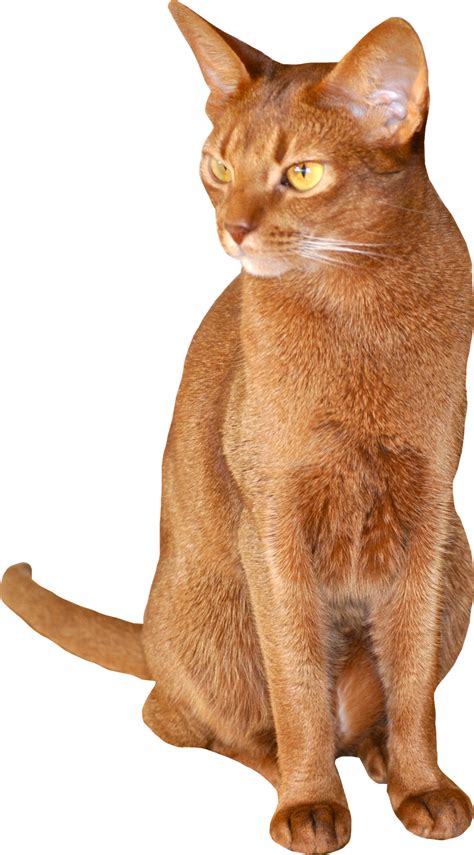 Simple yet powerful customization options. Free Cat Images: free sitting abyssinian cat png - red cat ...