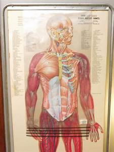 35 Percent Sale Vintage Cram 39 S Free Standing Human Anatomy Chart