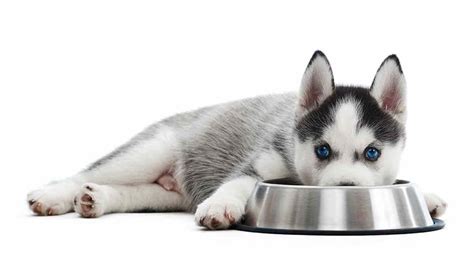 We did not find results for: Best Food For Husky Puppy - A Guide to Feeding Your Husky ...