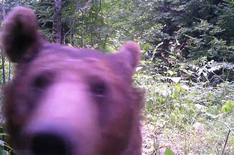 Kastamonu küre usd alış satış. Küre dağlarında yaşayan ayılar foto kapan ile böyle ...