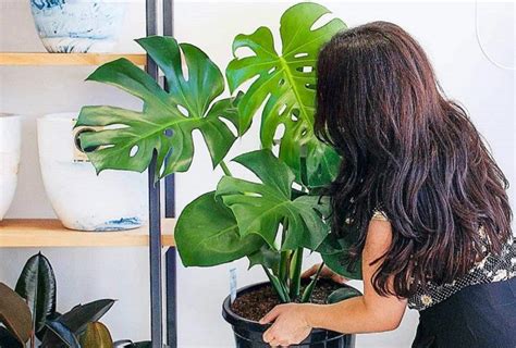 11 Tanaman Indoor yang Cocok Ditaruh di Kamar