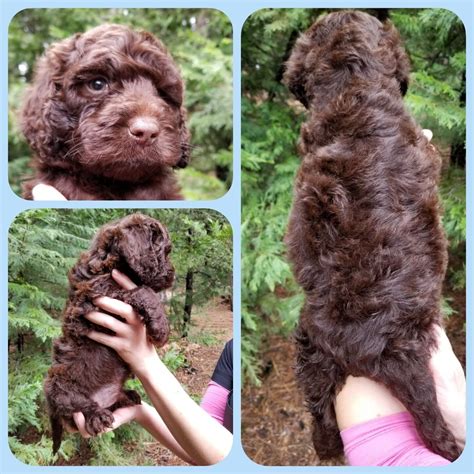 Mini labradoodle puppies make the perfect smaller companion for any family, especially those with children or with smaller homes. Best Australian Labradoodle puppies available for adoption ...