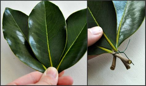 The umbrella magnolia which also has large leaves is sometimes confused with the big leaf magnolia. Sophia's: How to Make a Garland with Magnolia Leaves