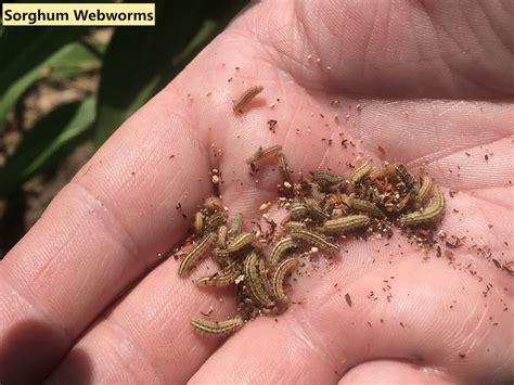 In fruit crops and fields against thrips and caterpillars. Sorghum Webworm - UT Crops Pest Guides