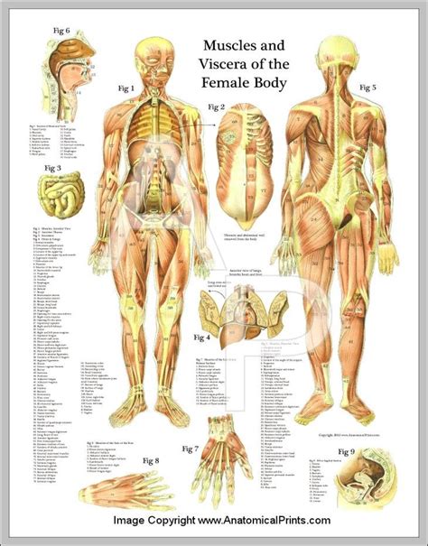 In the muscular system, muscle tissue is categorized into three distinct types: female organs | Anatomy System - Human Body Anatomy ...