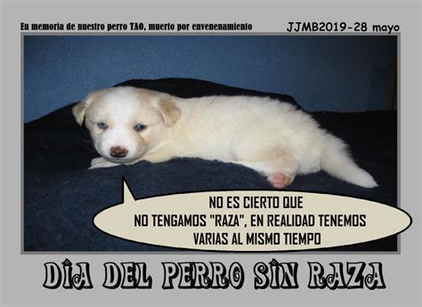 Cada 28 de mayo se celebra el día del perro sin raza, una fecha especial para todos esos animalitos también llamados mestizos o de raza única, pero que hoy 28 de mayo se celebra el día del perro sin raza, una iniciativa que pretende fomentar las adopciones de animales abandonados dando. Día del perro sin raza - Capital Noroeste