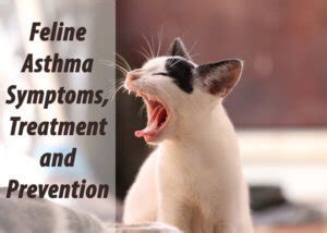 The cat's tongue is like velcro, its papillae are slanted and literally in addition, a blockage can cause the tissues in the digestive tracts to become necrotic. Feline Asthma Symptoms, Treatment & Prevention | Cat Mania