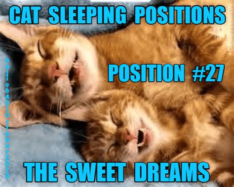 And it would be better with ten kittens sleeping under the cat. THE GUIDE TO CAT SLEEPING POSITIONS | Cat sleeping, Funny ...