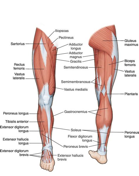 · the largest muscle masses in the leg are present in the thigh and the calf. Does anyone else have "creaky" knees? : Fitness