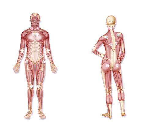 These tender points are often confused with trigger points, but this article clearly explains what these tender points are. Quels sont les points sensibles de la fibromyalgie? Synd ...