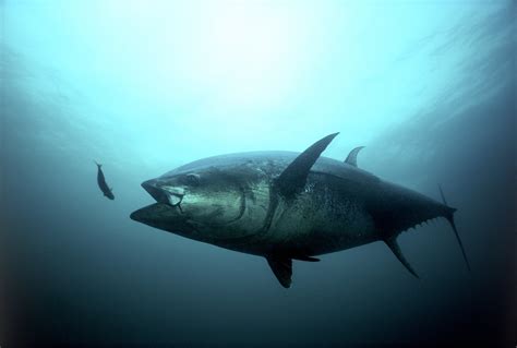 While thoreau strikes a chord with most fishermen's desire for solitude, companionship, stress relief. Download Tuna Fish Wallpaper Gallery