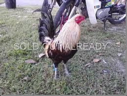 Gambar ayam filipina import kekinian download now ali farm ayam impo. JUAL AYAM DAN ANAK AYAM SABONG PHILIPINA