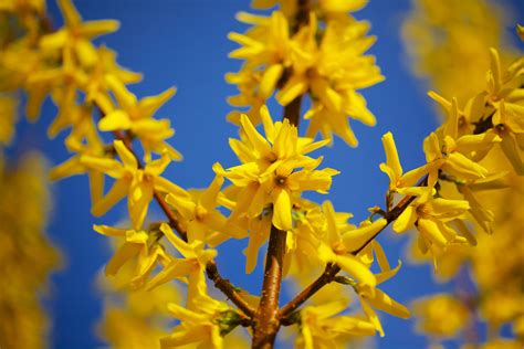 Yellow flowers on the bush. 10 Best Shrubs With Yellow Flowers