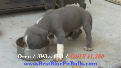 The teacup pitbull puppies have become so popular in recent years. Pitbull puppies for sale in Arizona 'PR' UKC Registered Blue Pit Bull Puppies in Arizona "Oreo ...