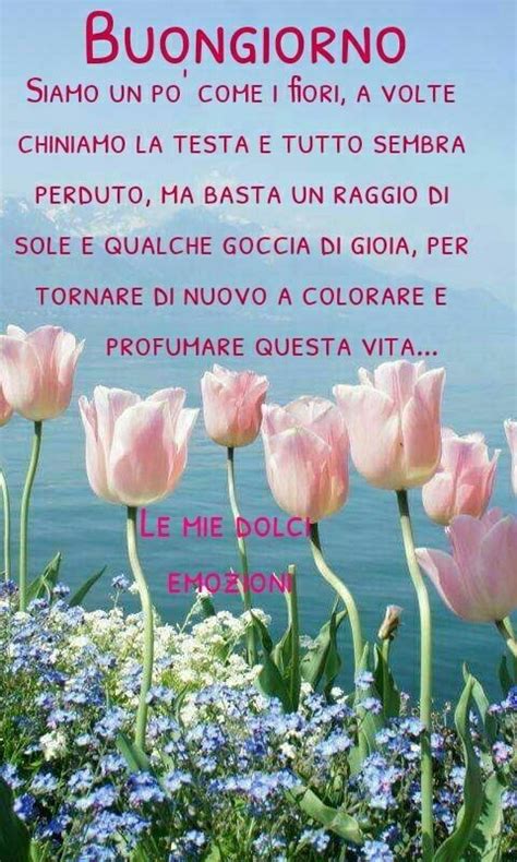 Anche se regalando un mazzo di fiori si va quasi sempre sul sicuro, bisogna comunque sempre rispettare certe regole generali, eccone alcune: Frasi di Buongiorno le 10 più significative - top10immagini.it