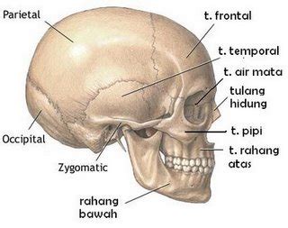 Fungsi rangka yang lengkap akan memberikan tubuh yang bekerja dengan baik. Daftar Nama Rangka Manusia beserta Gambar ~ Universal ...