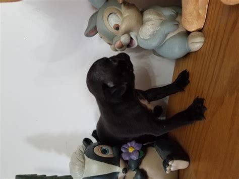 They are 8 weeks old the mother is a dachshund mix with. pug Puppies ...8 Weeks Old ***** NOW ******* Black Boys 1100. | Black Pug Puppy For Sale in Bay ...