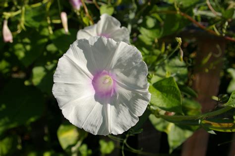 In fact, morning glories actually seem to prefer average soil over very fertile soil. Heirloom Morning Glory south fence of Mitchell House ...