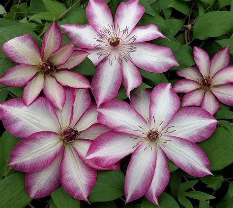 When can you buy clematis. Clematis Picotee | Late summer flowers, Clematis, Autumn ...
