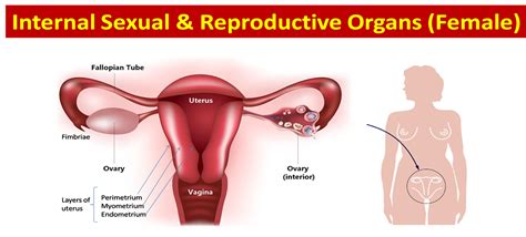 The reproductive system in females is more complex than that in males. Science - 8th Grade: Female and Male Reproductive Anatomy