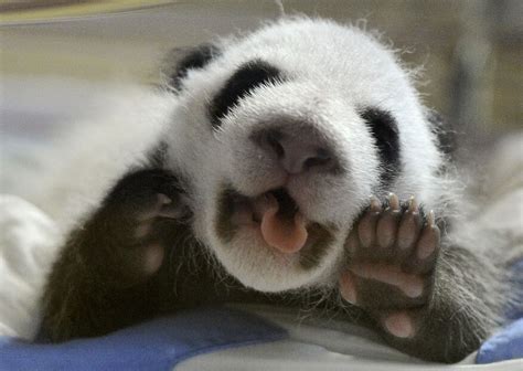 Find & download free graphic resources for cute panda. Cute Baby Panda Pictures | tedlillyfanclub