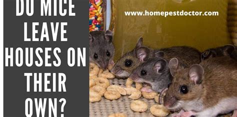 Rodents are just one pest that can invade the home. Rodents Control Archives - The Home Pest Doctor