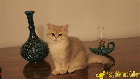 Maybe you would like to learn more about one of these? FELİZA BRI AY11 - British Shorthair Golden Cat resim price
