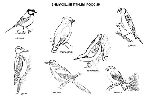 Раскраска влад а4 распечатать разукрашки легкие и красивые раскраски миньоны распечатать раскраски пончики. Раскраска «Зимующие птицы России»