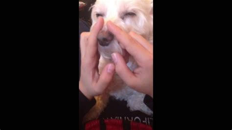 Get your dog to lie down in his bed ready to sleep. How to make your dog fall asleep - YouTube