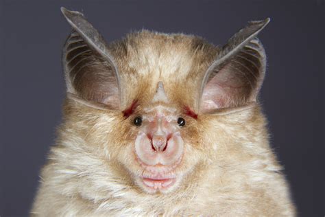 How can i go about invoking a method or methods to run only once right after camel startup is complete? New coronavirus may have started in bats. But how did it ...