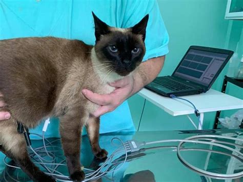 Exames de imagem por tomografia computadorizada. Exames de Imagem para Animais em Viçosa | Pet Help