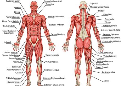 Anatomy • free medical books. Male Muscular System Anatomy - Full Overview | Workout ...