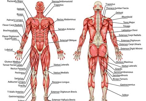 Back muscles rear view & #8211; Male Muscular System Anatomy - Full Overview | Workout ...