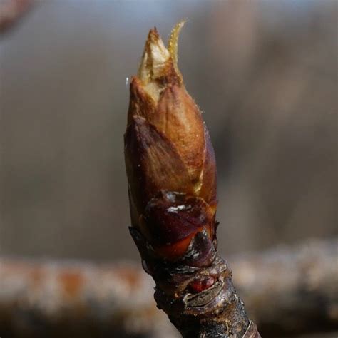 Maybe you would like to learn more about one of these? 2-Swollen bud (pear) | New England Tree Fruit Management Guide