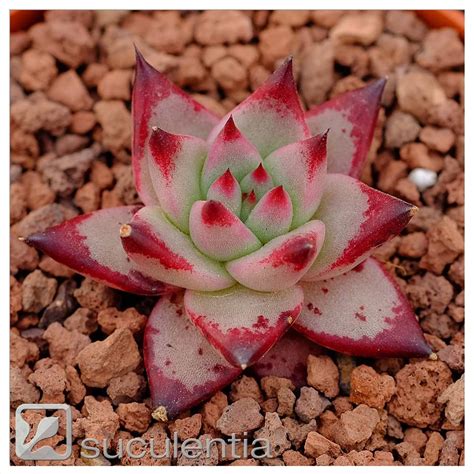 Echeveria agavoïdes 'ebony', plus bleutée, montre des extrémités de feuilles quasiment noires. Echeveria agavoides "Romeo" | Echeveria, Succulents ...