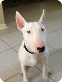 You do not have to live in harris county to adopt from harris county pets. Baxter | Adopted Puppy | Houston, TX | Bull Terrier