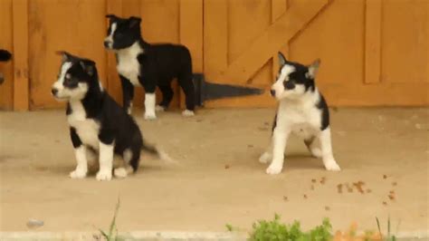 Ten border collie puppies champion bloodlines born january thirtyfirst twothousand and nine ready at eight weeks.taking deposits and you can visit you… litter of seven healthy border collie puppies, fourm,threef born dec twenty eighth we have one blk/white males, one black/white females. Border Collie Mix Puppies For Sale - YouTube