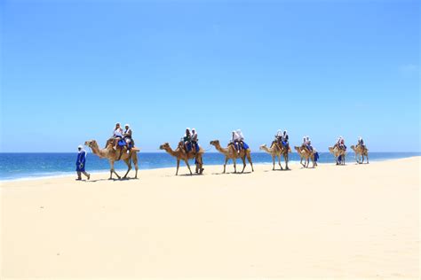 Continue with a short walk to board your a/c vans for the scenic 45 minute drive into the heart of the baja outback and rancho tierra sagrada. Camel Riding in Cabo San Lucas with Cabo Adventures ...