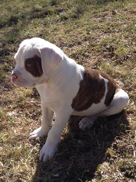 These will be great foundation puppies with fantastic pedigree, great. Hybrid American bulldog puppy | American bulldog puppies ...