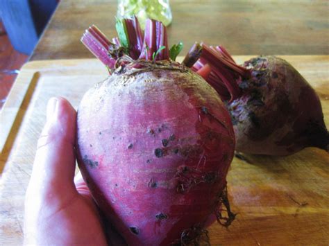 Maybe you would like to learn more about one of these? How I Freeze Beets
