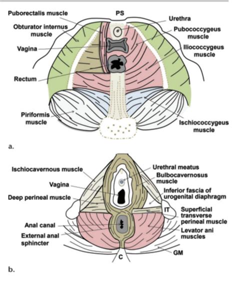 In females, the pelvis also houses the uterus, fallopian tubes, and ovaries. Schematics show the anatomy of the female pelvic floor at ...