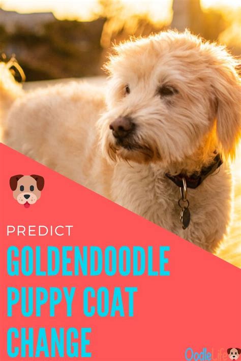 Email nathan@crockettdoodles.com to find out the process for obtaining. How To Tell What Coat Your Goldendoodle Will Have in 2020 ...