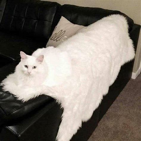 Check spelling or type a new query. Cats Who Are Experts At The Art Of Camouflage