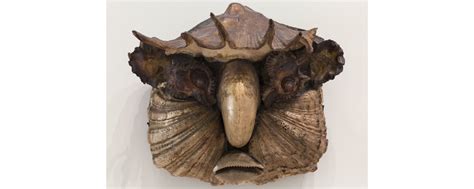 Google | forvo | + варианты замены: Les étranges masques de Maisonneuve pour découvrir l'Art ...