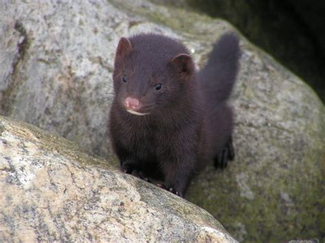 Here are some pictures of fisher tracks in the snow. Fisher Cat : Biological Science Picture Directory ...