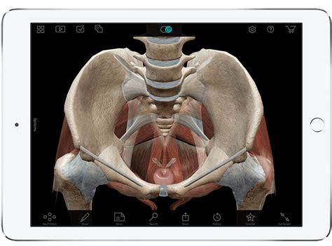 But first, what does anatomy have to do with a web map? Human Anatomy Atlas - Visual 3D gross and micro anatomy atlas